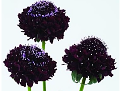 Scabiosa Purple