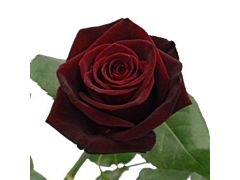 Dark Red Rose Black Bacara