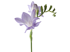 Freesias — lavender