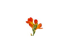 Freesias — orange