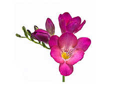 Freesias — pink