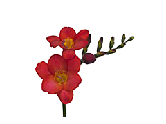 Freesias — red