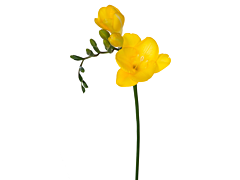 Freesias — yellow