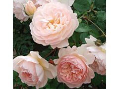 Garden Rose Anice Antique