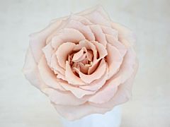 Garden Rose Brides Maid