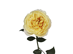 Garden Rose Ivory Piaget (Caramel)