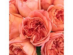 Garden rose Rene Goscinny