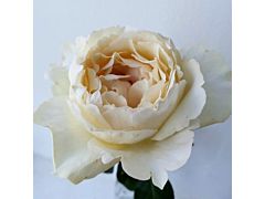 Garden Roses Cream Piaget (Classic)