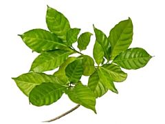 Gardenia Foliage