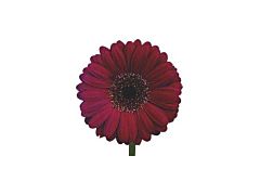 Gerbera Daisy — burgundy