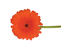 Gerbera Daisy — orange