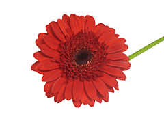 Gerbera Daisy — red