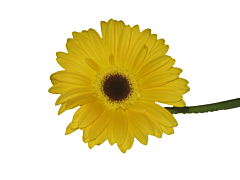 Gerbera Daisy — yellow