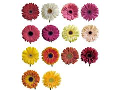 Gerbera Daisy — assorted