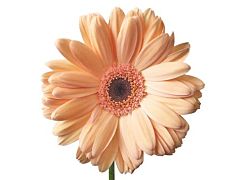 Gerbera Daisy — peach