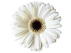 Gerbera Daisy — white