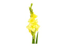 Gladioulus — yellow