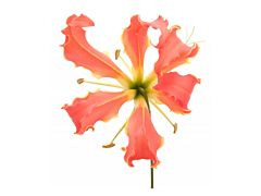 Gloriosa Lily Orange