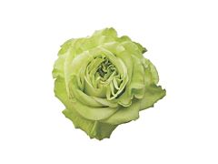 Garden Rose Super Green