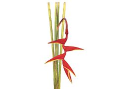 Heliconia hanging Red