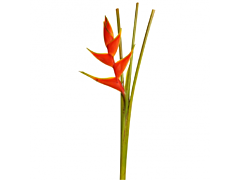 Heliconia up-right Bi color