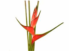 Heliconia up-righ Orange