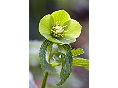 Hellebore - Green