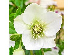 Hellebore - White