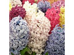 Hyacinth Assorted