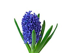 Hyacinth Blue