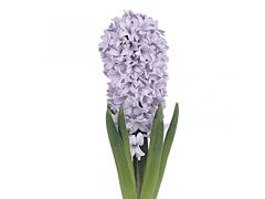 Hyacinth Lavender