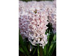 Hyacinth Pink