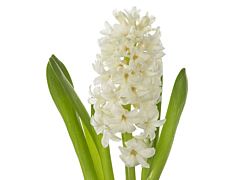 Hyacinth White