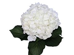 Hydrangea White Antique