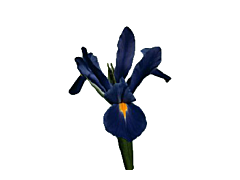 Iris Blue