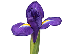 Iris Purple