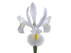Iris White
