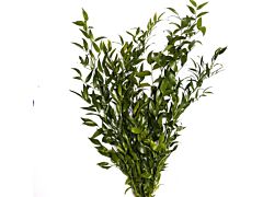 Italian Ruscus