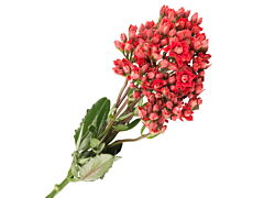 Kalanchoe Red