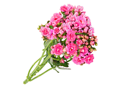 Kalanchoe Pink