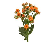 Kalanchoe Orange