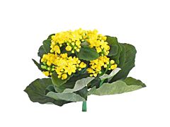 Kalanchoe Yellow