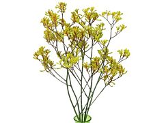 Kangaroo Paw — yellow