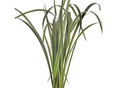 Lily Grass Green