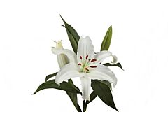 Lily Oriental Siberia