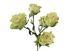 Spray Roses Super Green