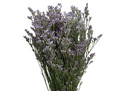 Limonium Blue Stream