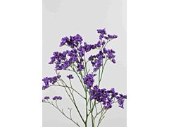 Limonium Main Blue