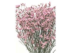 Limonium Pink