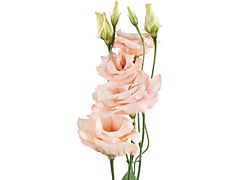 Lisianthus - Peach